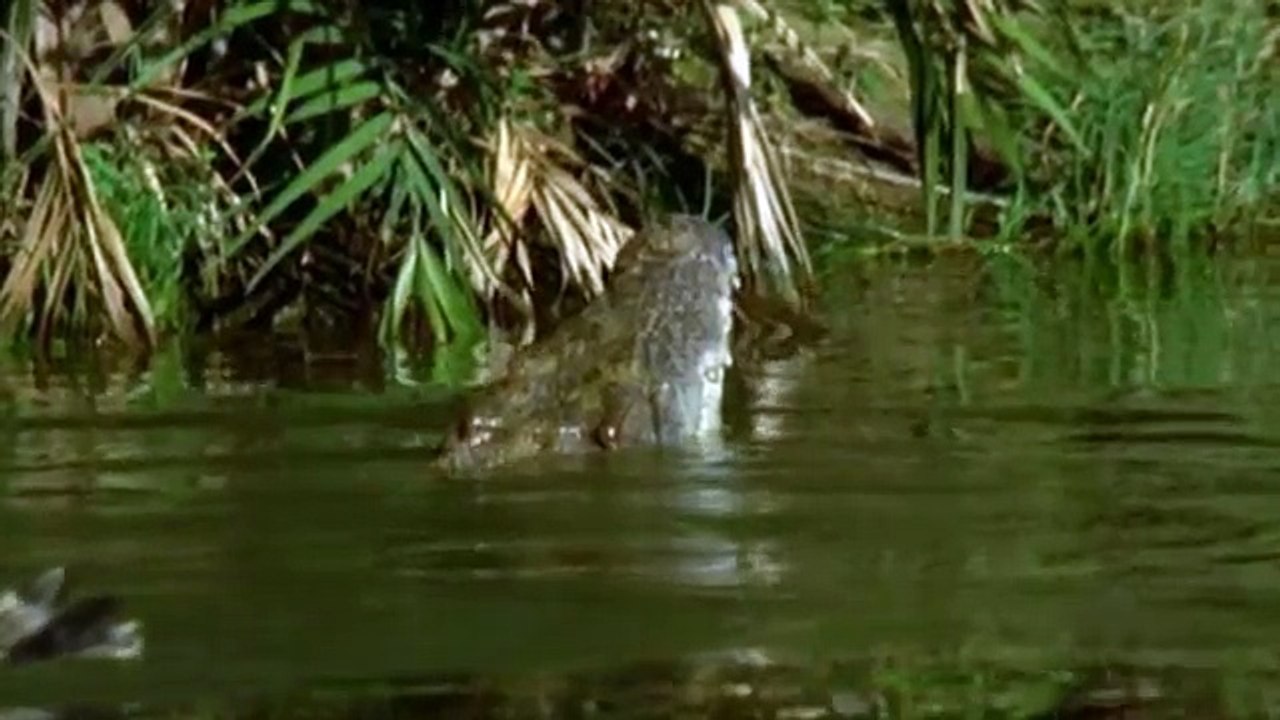 Triumph of Life (3) The Eternal Arms Race