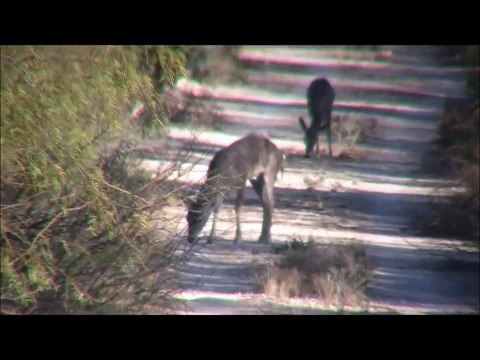 Caceria de Venado cola blanca texano por Chente CazGonz.mp4