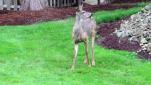 RHM Black-tailed Deer in Our Yard