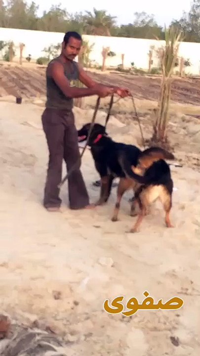 الجيرمان