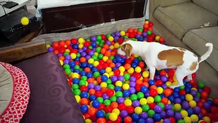 Best Dog Birthday Surprise DIY Ball Pit for Maymo