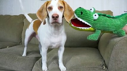 Dog Has Hilarious Reaction to Alligator Puppet Funny Dog Maymo