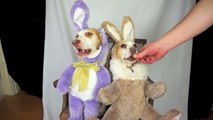 Dog in Bunny Costume Refuses to Eat Carrots