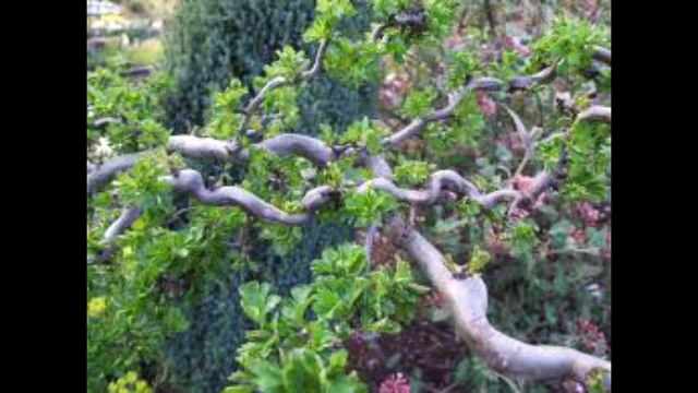 Heart Diseases Cure Crataegus - Dr. NA Mazhar %28Dr alternative medicine%29