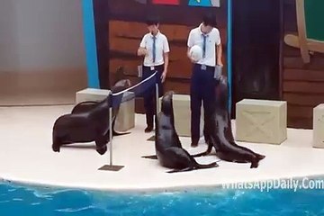 Free_Download_WhatsApp_Video_Seal_Playing_Volleyball_-_Must_Watch