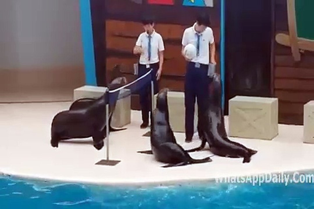 Free_Download_WhatsApp_Video_Seal_Playing_Volleyball_-_Must_Watch