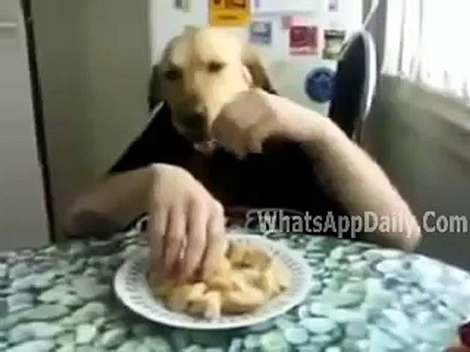 Free_Download_WhatsApp_Video_Unbelievable_Dog_Eating_Fruits