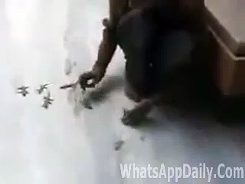 Free_Download_WhatsApp_Video_Unbelievable_Trick_Amazing_Video_-_Must_Watch