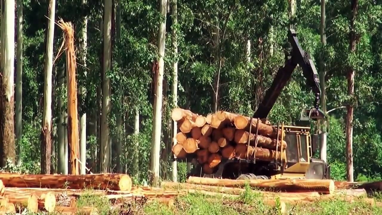 Forwarder Tigercat 1075B Large Tree