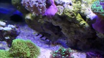 Dracula Goby & Pistol Shrimp