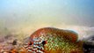 Bluegill Sunfish Tidies His Nest