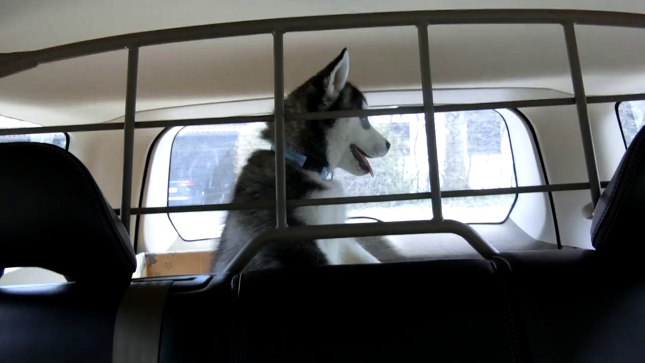La grille de séparation du siège arrière n'est pas une barrière pour cette femelle husky, maîtresse de l'évasion.