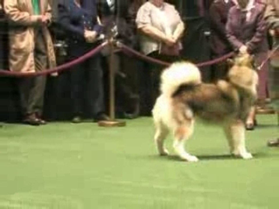 Malamute de Alaska