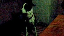 El tuca, mi perro