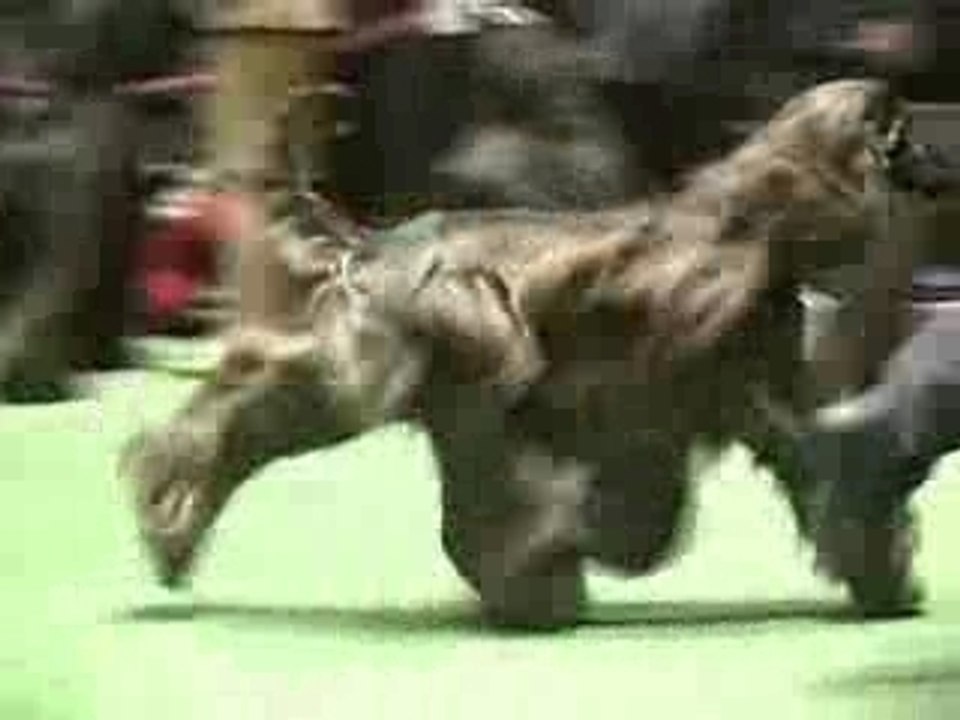 Sabueso de Afganistan
