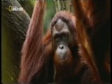 Orangutanes: Inteligencia primate