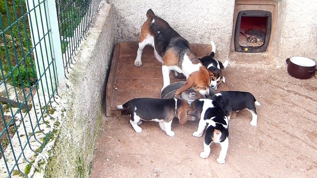 Chiots de Gamine des collines Mimetaine et de Bosco du clos grand Jean