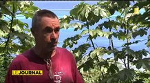 Les apiculteurs de Raiatea réclament plus de protectionnisme
