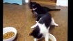 ---Funny Cat Fails Try not to Laugh 2016 - Best Funny Cats videos compilation try not to laugh 2016 - Dailymotion