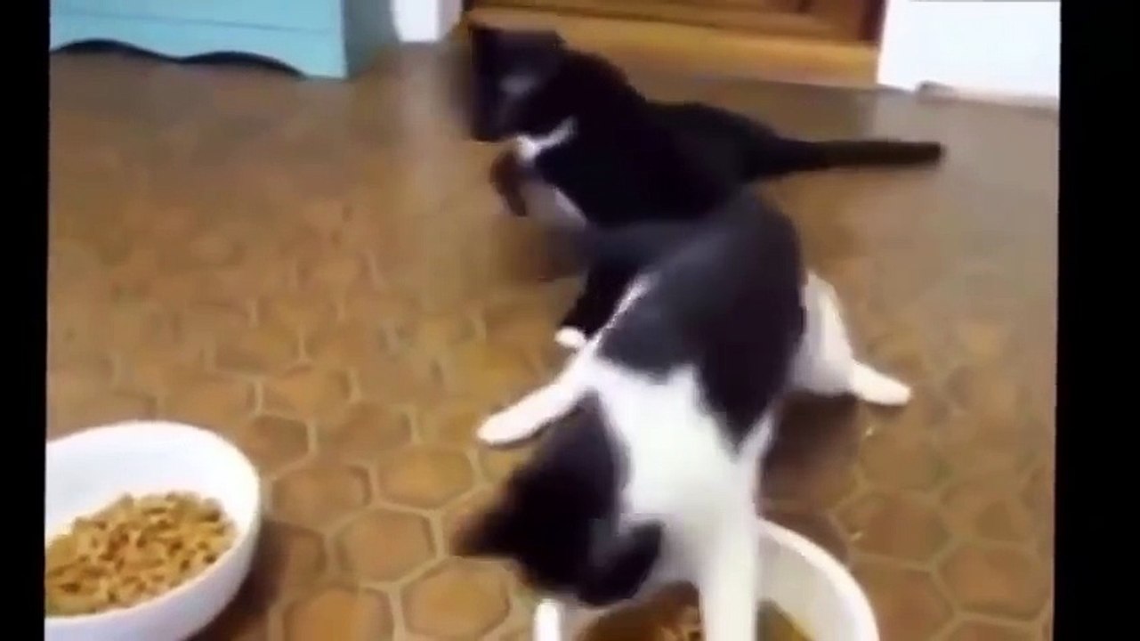 ---Funny Cat Fails Try not to Laugh 2016 - Best Funny Cats videos compilation try not to laugh 2016 - Dailymotion