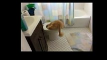 Funny Videos 2016 - Funny Cats Video - Funny Cat Videos Ever - Funny Animals Funny Fails 2016 11