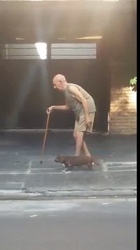 Un chien Teckel attend son vieux maître très lent à marcher.. Tellement mignon