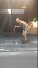 Un chien très patient marche à côté de son vieux maitre