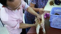 Yangon. A stray cat gives birth. Pt 2