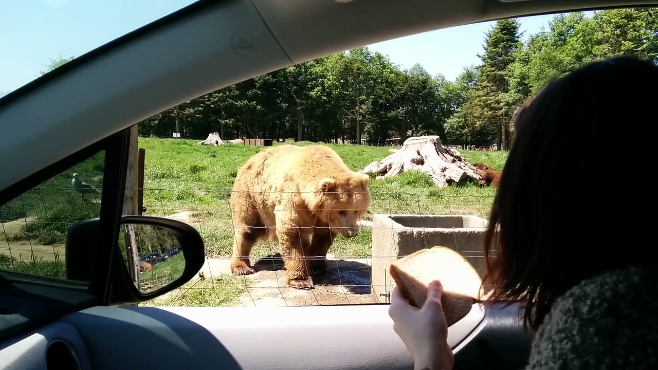 Un ours qui dit bonjour aux touristes et qui attrape la nourriture comme personne.. Double Win