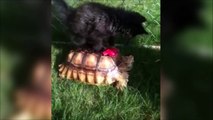 Et hop, un chat debout sur une tortue