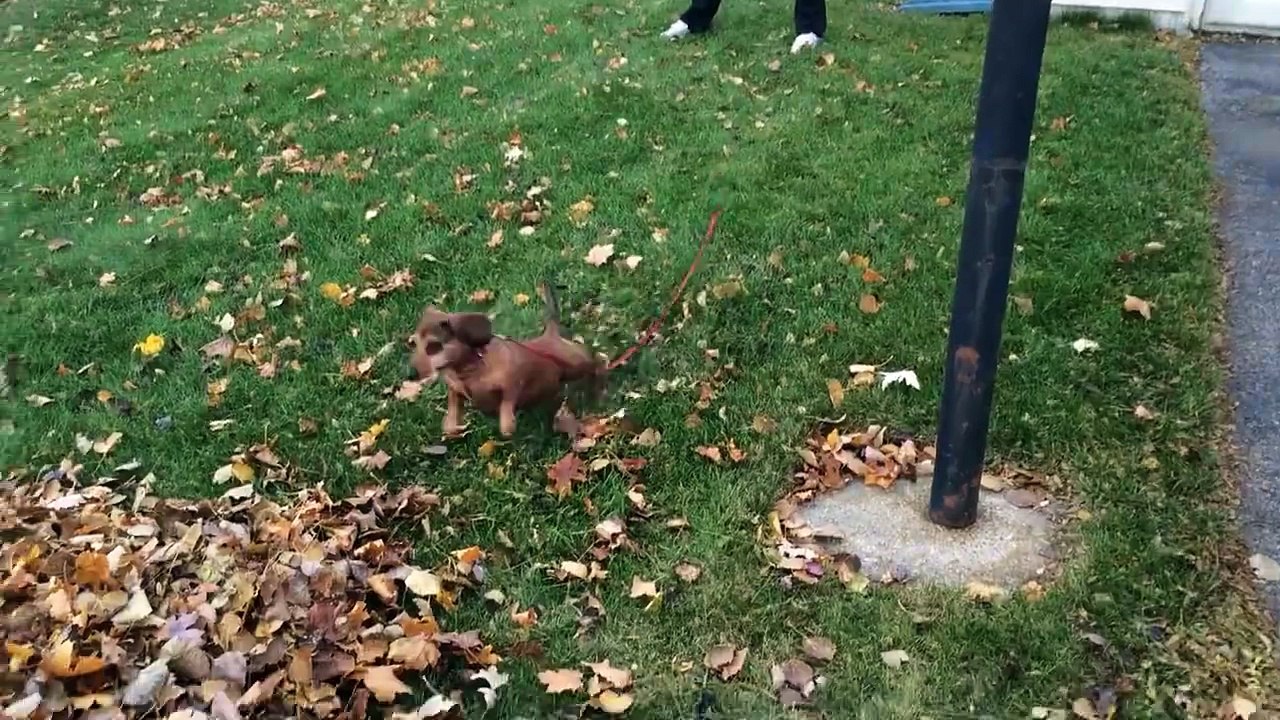 Ce chien kiffe vraiment les tas de feuilles mortes... Ahaha