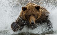 BBC | Vahşi Doğa: Tatlı Su Türleri - Garip Yaratıklar
