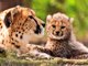 BBC | Vahşi Doğa: Yavru Hayvanlar - Kamuflaj Uzmanları