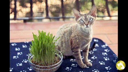 Беременность у кошек: грамотный уход