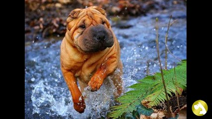 Шарпей: удивленный малыш