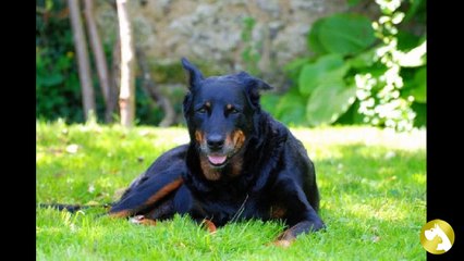 Босерон: семейный ангел-хранитель