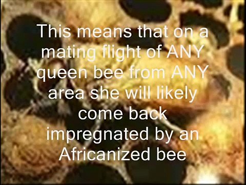 Eco Bee Removal-Will Killer Bees Kill You