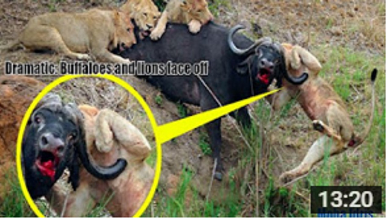 Dramatic_ Buffaloes and lions face off