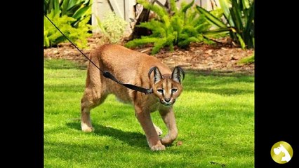 Каракал: экзотическая рысь