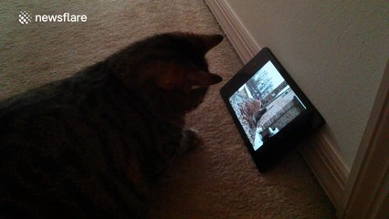 Cat enjoys watching birds on tablet