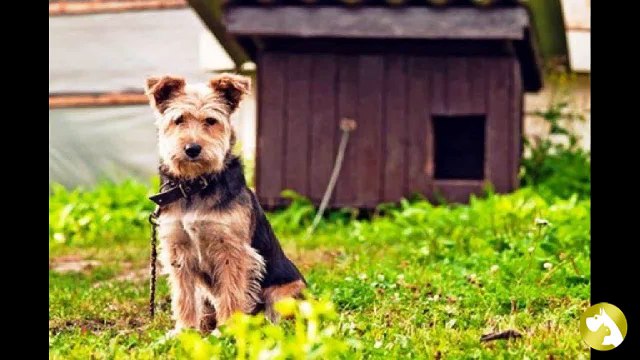 Собаки-аллергики: правильное лечение