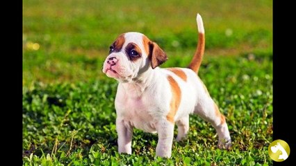 Щенки стаффорда:  как воспитать друга для себя