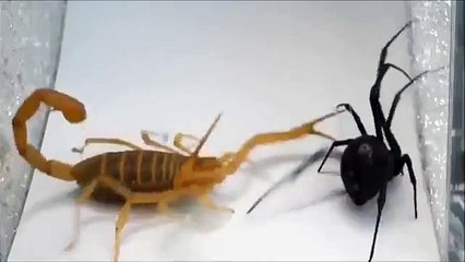 Combat Épique : Scorpion vs Veuve Noire 🦂🕷️