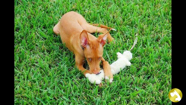 Фараонова собака: лучший сопровождающий на охоте