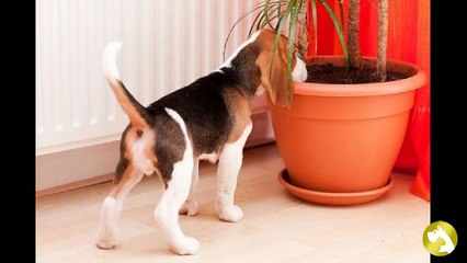 Бигль щенки:  правила по уходу и кормлению