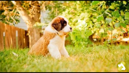 Щенки сенбернара:  правила дрессуры и воспитания