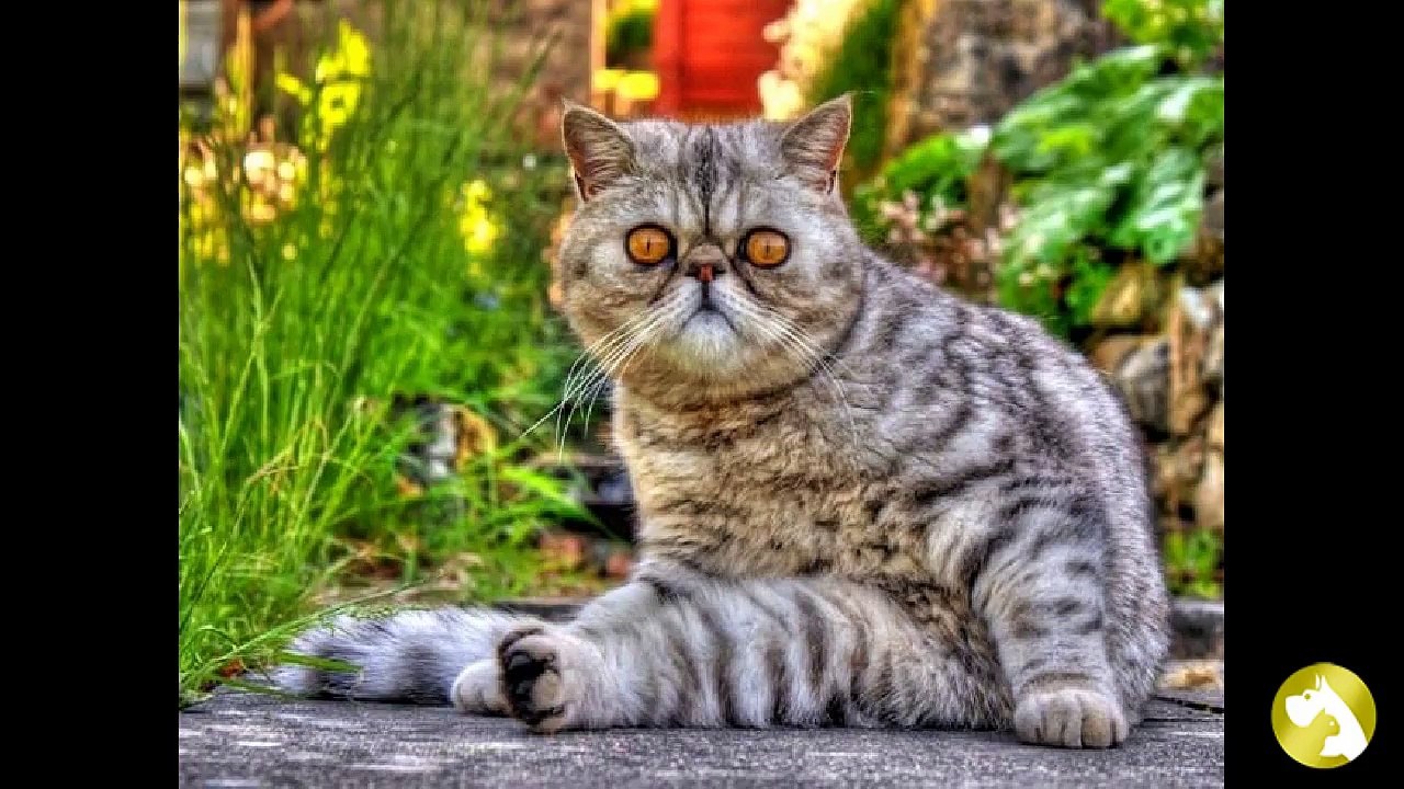 Экзот:  кот–игрушка