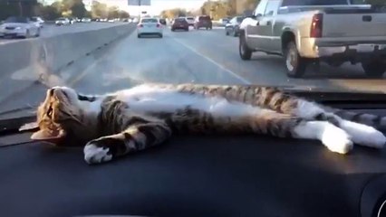 Un chat se la joue tranquille