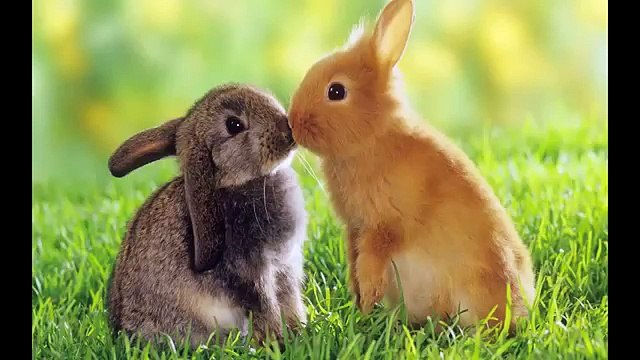 Animals Music - Animals Discovery In My Eye And Around The World Cheaper Think #3 (World Music 720p)