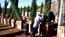 Plantando pinos en el trabajo